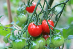 tomato garden