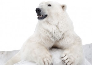 Polar-Bear-Home-Page-Header-1170x375